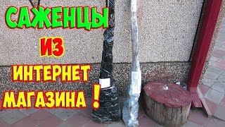 Саженцы из интернет магазина // Садим сад 2