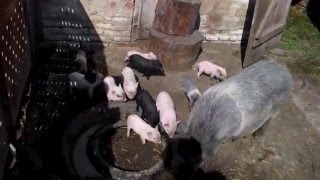 Ах вы кони мои кони,шо ж вы свиньями родились.Oh, you are my horses, horses, pigs sho you were born.