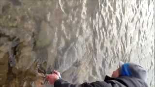 Meter Lachs im Rhein
