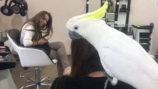 Какаду Кирюня проверяет на проф пригодность визажистов My Salon