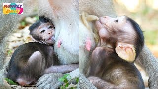 OMG! Nino baby vomited on mom & weak | What's wrong with mom milk? | Monkey Daily 2975