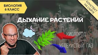 Дыхание растений | Видеоурок по биологии 5 класс