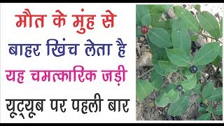 दुनिया का सबसे चमत्कारिक जड़ी जो मौत के मुँह से बहार खींच लेता है