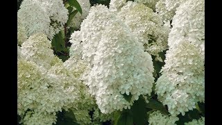 Пожелтела гортензия. Хлороз. Почему это происходит? Часть 1