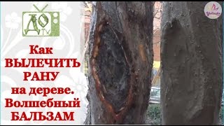 Как вылечить РАНУ на плодовом дереве. Рецепт целебного бальзама для дерева