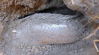 Unique Fishing | Catching "Copper Snakehead Fish  in the Dry Season