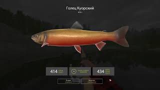 Русская рыбалка 4. Какую леску ставить? Какой поводок использовать?
