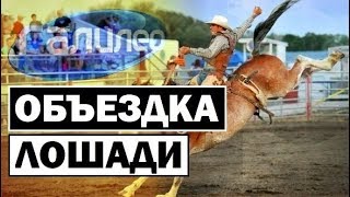 Галилео | Объездка лошади ? [Horses dressage]