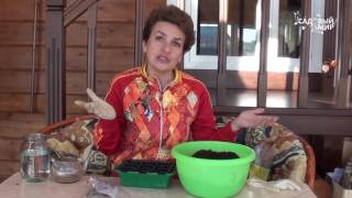Рассада томатов без пикировки. Сайт "Садовый мир"