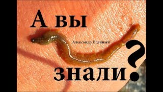 Где как копать морской червь