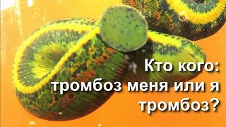 ГИРУДОТЕРАПИЯ ТРОМБОЗА ПУТЕШЕСТВЕННИКОВ, ПИЯВКИ, ПИЯВИТ - ТАБЛЕТКИ ИЗ СУХИХ ПИЯВОК