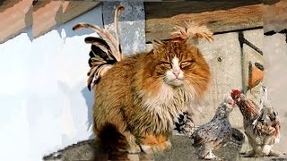 Altai Bantam chickens, Pavlovskie Roosters Кот да Петух  Siberian Farm cats