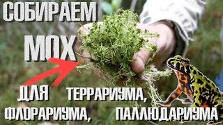 Как собирать мох для террариума или флорариума?