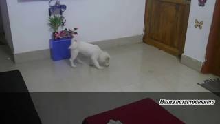 Самые страшные видео интернета