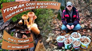 ОПЯТА 2019. Урожай ВПЕЧАТЛЯЕТ. Собираем много грибов в осеннем лесу.