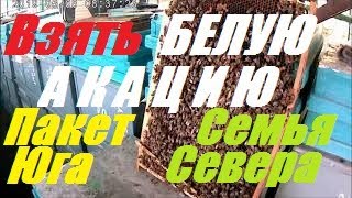 Пчеловодство начинающим.50 кг мёда Белой Акации.Каких пчел,когда купить взять мёда белой акации.