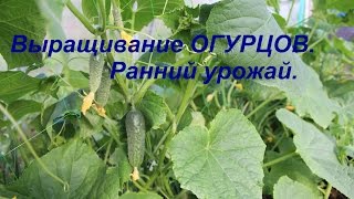 Выращивание огурцов. Ранний урожай.