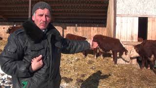 Почему мы не продаем мясных бычков