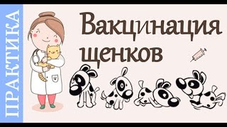 Прививки щенкам, как делают прививки щенкам и собакам. Советы_ветеринара
