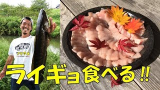 ライギョを食べる！　淡水魚で最も美味い⁉　リストランテ・レインズ第6回　ツリアメ　雷魚は食べれる！
