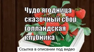 Чудо ягодница сказочный сбор реальные - чудо-ягодница «сказочный сбор»