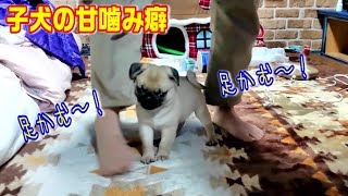 《子犬の甘噛み》飼い主の足に噛みつく赤ちゃんパグ　うちのパグ『おまめ日記』　甘噛み癖は子犬のときに躾けてなおして上げて下さい（体験談より）