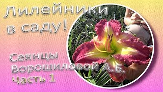 Лилейники в саду! Сеянцы Ворошиловой А.Б. Часть 1 / Сад Ворошиловой