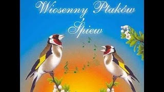 Szczygieł - Goldfinch - Wiosenny Ptaków Śpiew - Spring Birds Singing