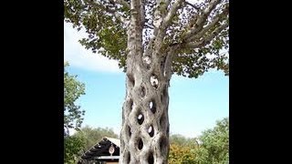 Прививка плодовых деревьев