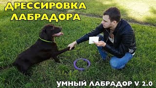 Дрессировка лабрадора 25 команд. Дрессировка собаки в домашних условиях. СМОТРЕТЬ ВСЕМ!