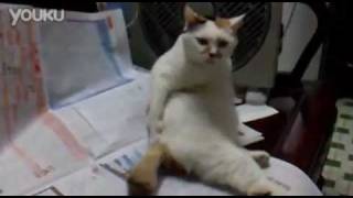 кот чешит попу