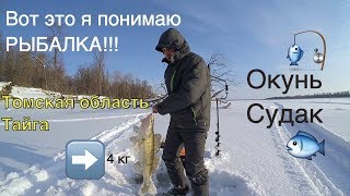 Обь. ? Зимняя рыбалка ? на крупного окуня и судака ? в Томской области | Парабель | Зима 2016 г.