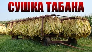 СУШКА ТАБАКА |  ТАБАК  | ТАБАК ОТ А ДО Я