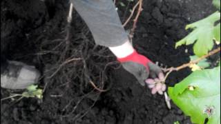 Урожай винограда в год посадки черенком. Виноград 2016