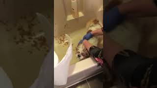 Popping large sebaceous cyst on dog. Gusher!