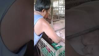 Baboy ni lolo nanganak!