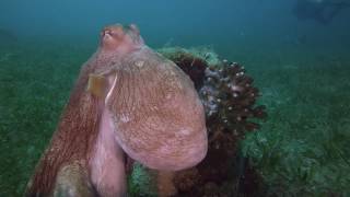 Синий осьминог - Octopus cyanea - Day octopus