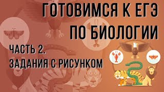 Готовимся к ЕГЭ по биологии. Часть 2. Задания с рисунком