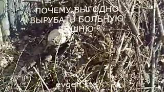 ПОЛЕЗНЫЕ СОВЕТЫ при ОСМОТРЕ САДА