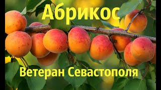 Абрикос,Ветеран Севастополя.(Синонім Великоплідний).