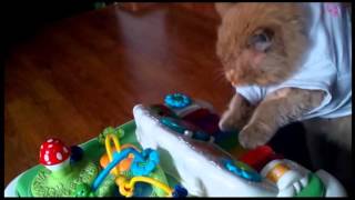 cat playing the piano / кот играет на пианино
