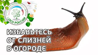 Слизни. Как бороться со слизнями.