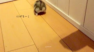 ハムスター ハムムとココちゃん、久しぶりに脱走防止扉で遊んだよ。