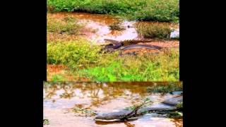 PYTHON  X  CROCODILO( COBRA PYTHON ENGOLINDO UM CROCODILO)