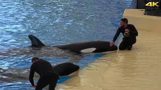 Orca Show - Loro Parque 2019 4K