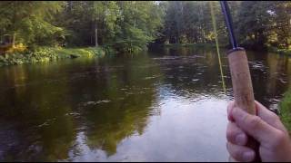 Fly fishing for big atlantic salmon in the famous river Mörrum, Sweden - catch and release by John