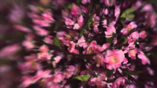 Beleza na Web: Fan Di Fendi Blossom