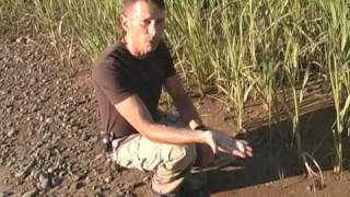 Ecosystems of Life - Nissequogue River State Park: Part 3