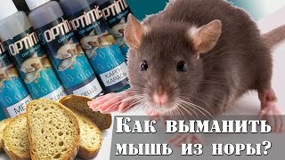 Как выманить мышь из норы? Приколы на рыбалке : РД