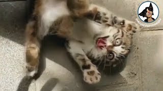 Самые милые котята ??? Котенок играет Кот слушает музыку ?